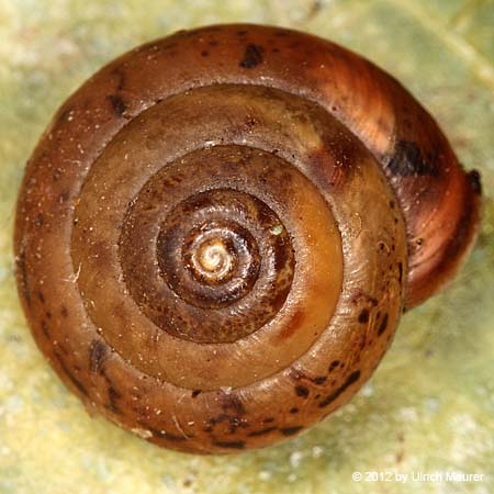 Rötliche Laubschnecke