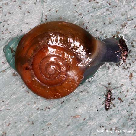 Große Glanzschnecke