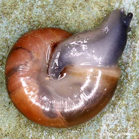 Große Glanzschnecke