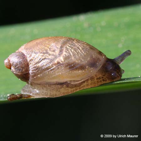 Gemeine Bernsteinschnecke