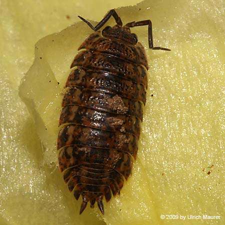 Trachelipus rathkii