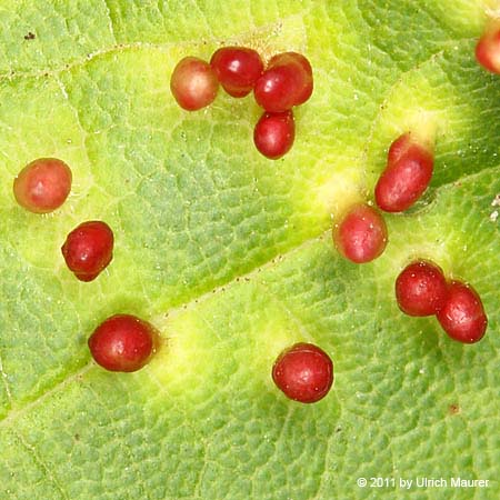 Aceria cephaloneus