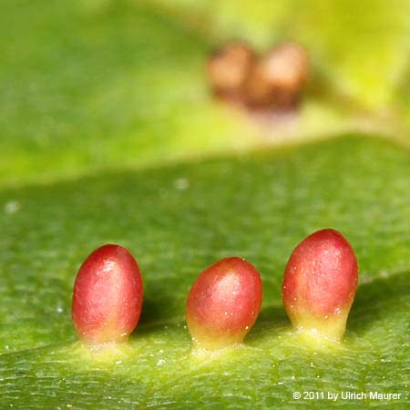 Aceria cephaloneus