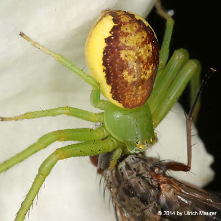 Grüne Krabbenspinne