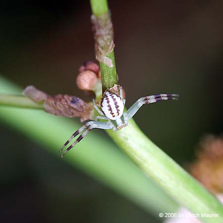 Veränderliche Krabbenspinne