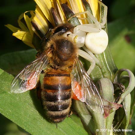 Veränderliche Krabbenspinne