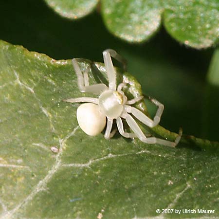 Veränderliche Krabbenspinne