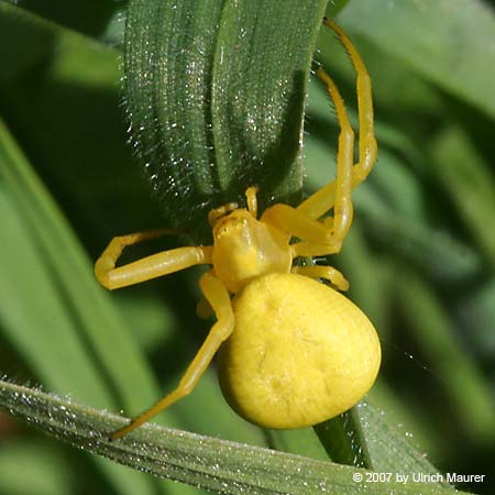 Veränderliche Krabbenspinne