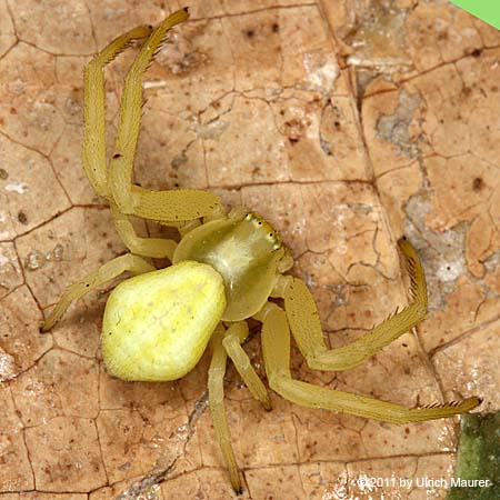 Veränderliche Krabbenspinne