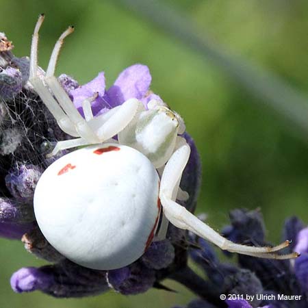 Veränderliche Krabbenspinne