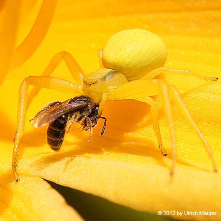 Veränderliche Krabbenspinne