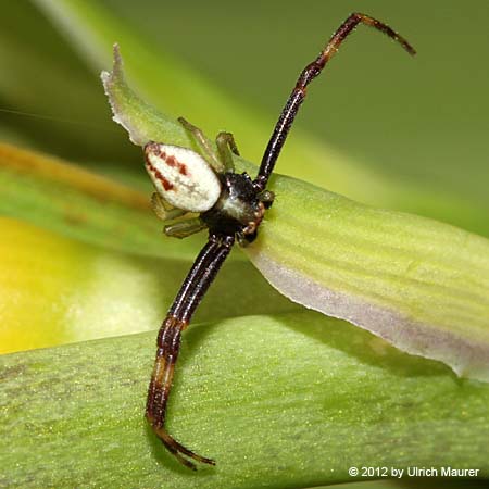 Veränderliche Krabbenspinne - Männchen