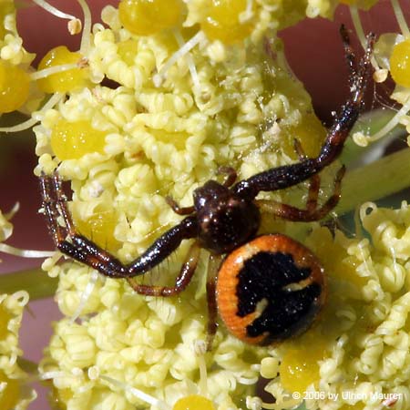 Südliche Glanz-Krabbenspinne