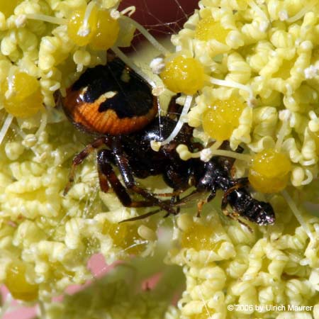 Südliche Glanz-Krabbenspinne