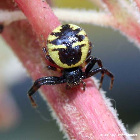 Südliche Glanz-Krabbenspinne