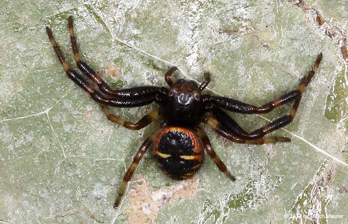 Südliche Glanz-Krabbenspinne