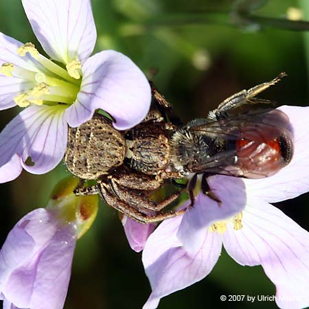 Xysticus acerbus