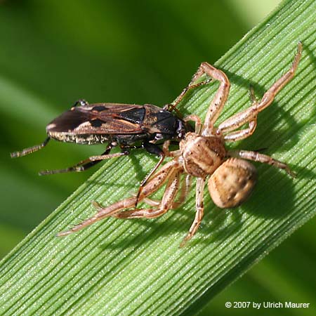 Buschkrabbenspinne