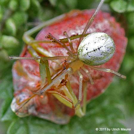 Rotgestreifte Kugelspinne