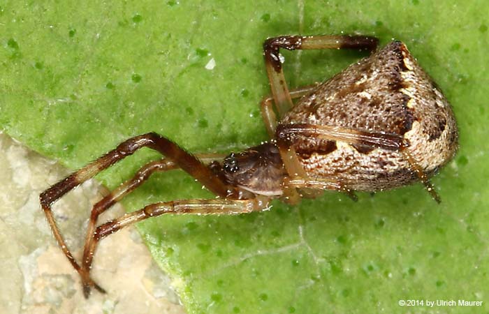 Episinus angulatus