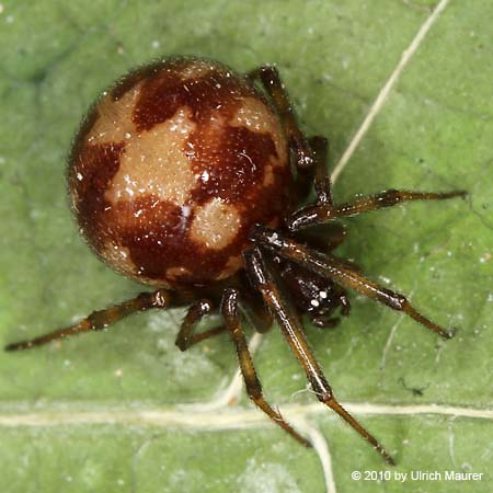 Steatoda triangulosa