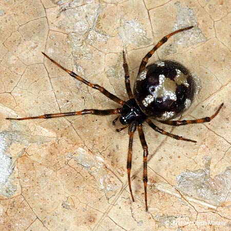 Steatoda triangulosa