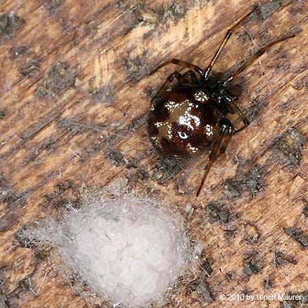 Steatoda triangulosa