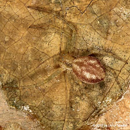 Philodromus albidus oder rufus