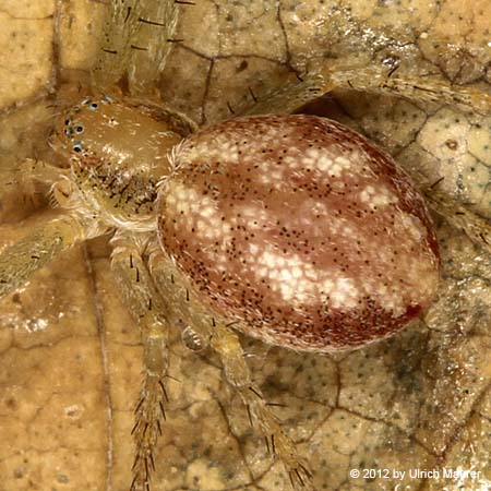 Philodromus albidus oder rufus