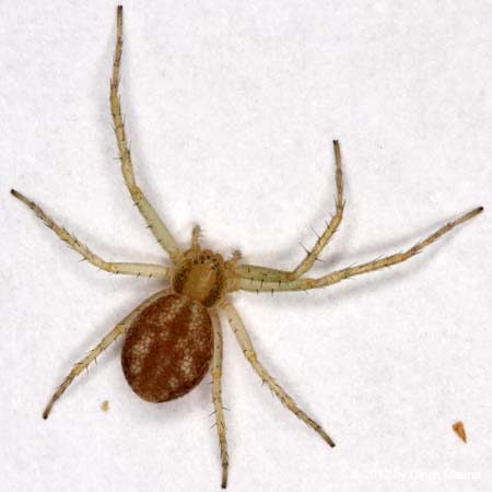 Philodromus albidus oder rufus