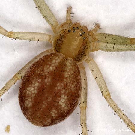 Philodromus albidus oder rufus