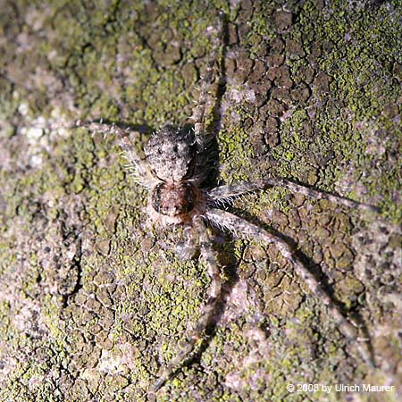 Philodromus margaritatus