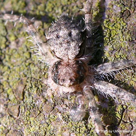 Philodromus margaritatus