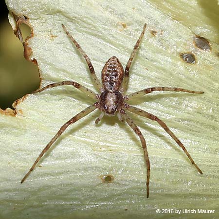 Philodromus sp.