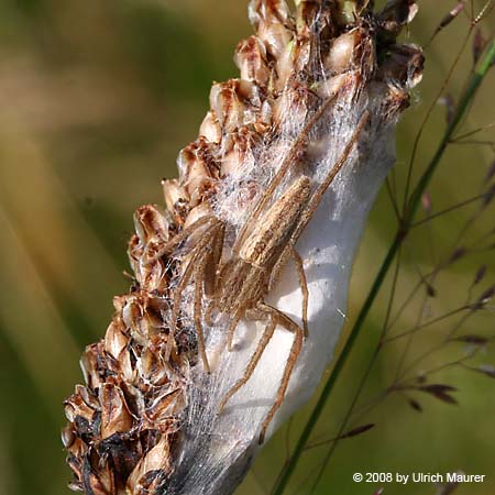 Tibellus oblongus