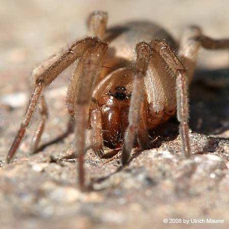 Drassodes lapidosus