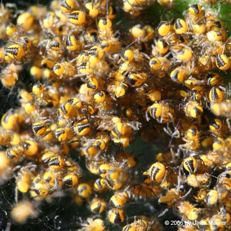 Gartenkreuzspinne 