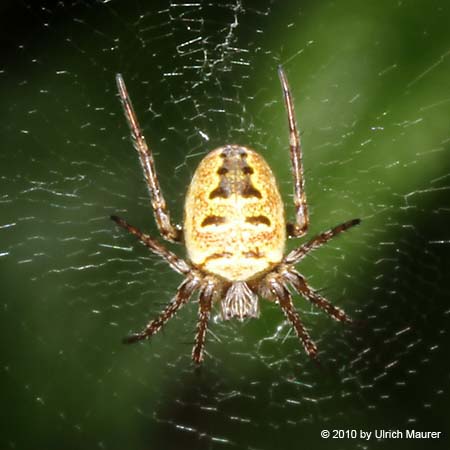 Zwergradnetzspinne