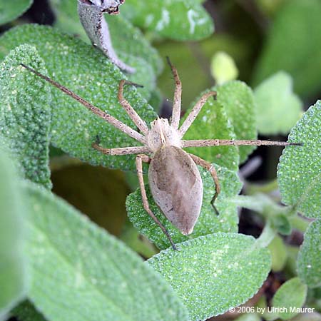 Listspinne