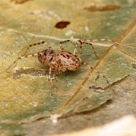 Speispinne