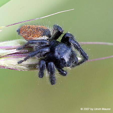 Carrhotus xanthogramma