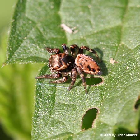 Evarcha arcuata