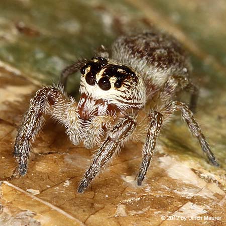 Macaroeris nidicolens - Weibchen