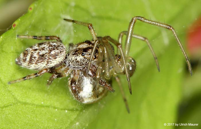 Macaroeris nidicolens - Weibchen