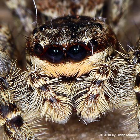 Rindenspringspinne