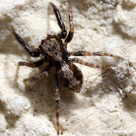 Wollige Mauerspringspinne