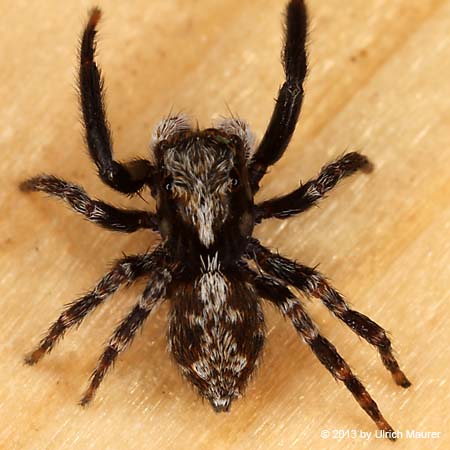 Wollige Mauerspringspinne