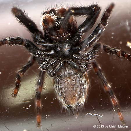 Wollige Mauerspringspinne