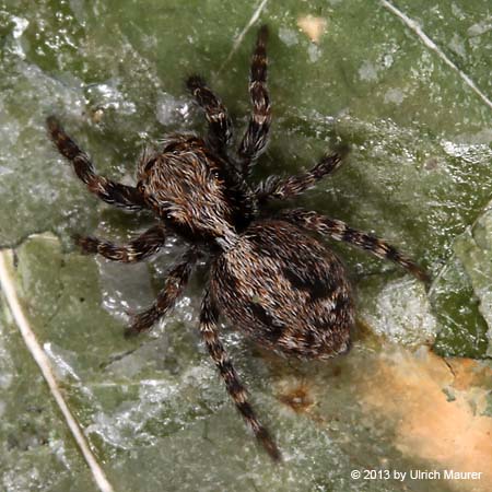 Wollige Mauerspringspinne