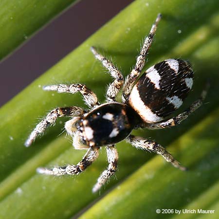 Zebraspringspinne